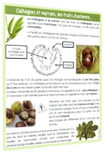 marron2