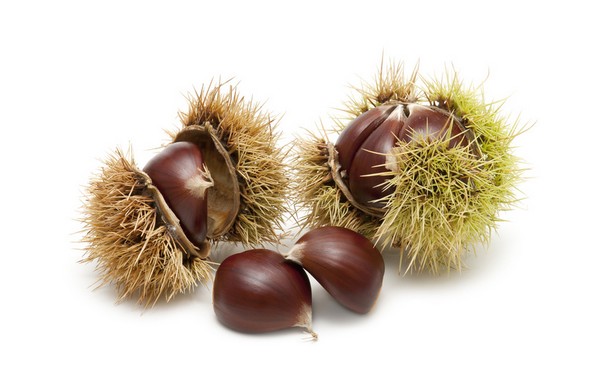 Freshly harvested chestnuts