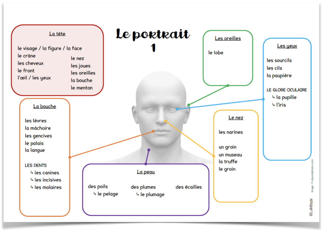 Le Portrait Fiches De Lexique Lutin Bazar Le Portrait Fiches De Lexique Lutin Bazar